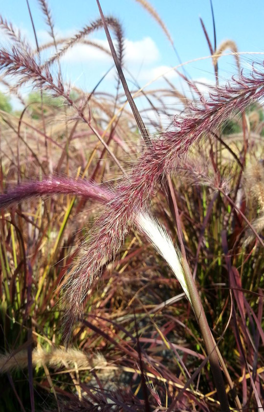 Plants category - Grasses